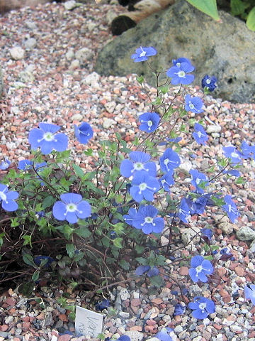 Veronica peduncularis