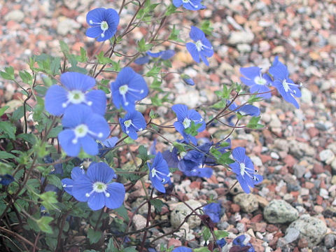 Veronica peduncularis