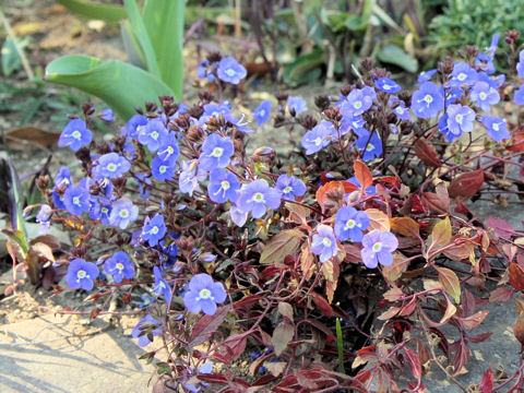 Veronica peduncularis cv. Oxford Blue