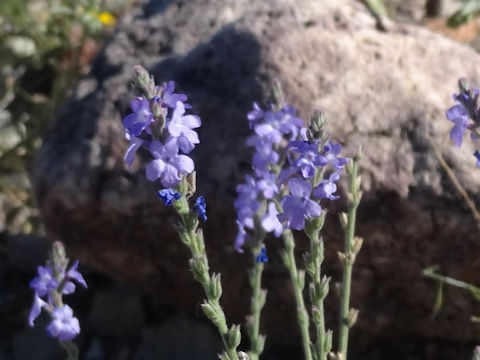 Verbena perennis