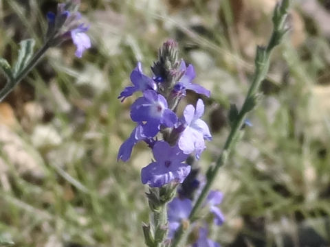 Verbena perennis