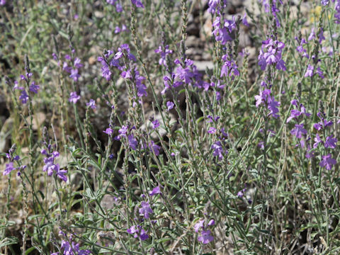 Verbena perennis