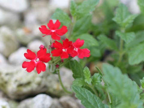 Verbena peruviana