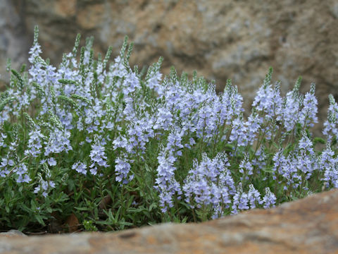 Veronica prostrata