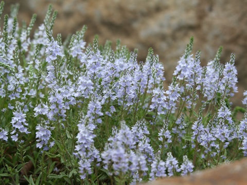Veronica prostrata