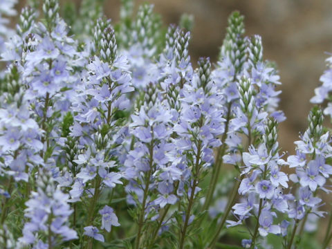 Veronica prostrata