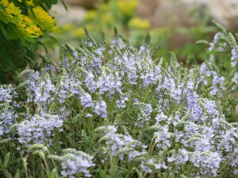 Veronica prostrata