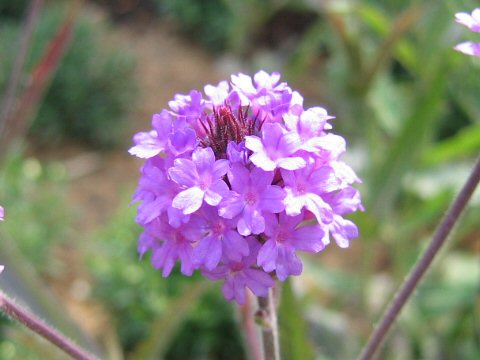 Verbena rigida