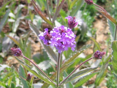 Verbena rigida