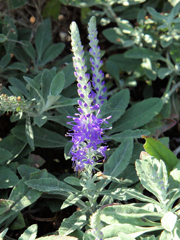 Veronica spicata