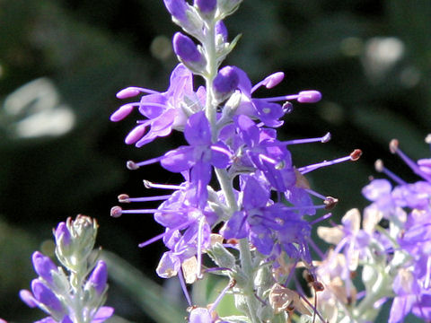 Veronica spicata