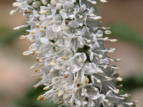 Veronica spicata