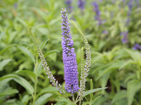 Veronica spicata cv. Blue Fox