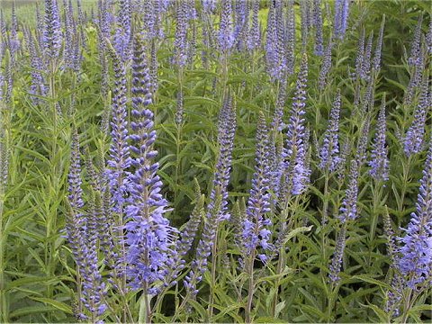 Veronica spicata