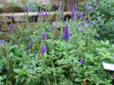 Veronica spicata cv. Royal Candles