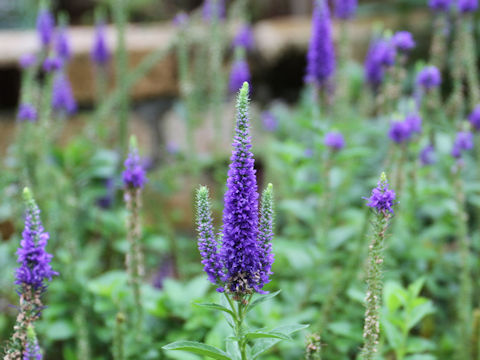 Veronica spicata cv. Royal Candles