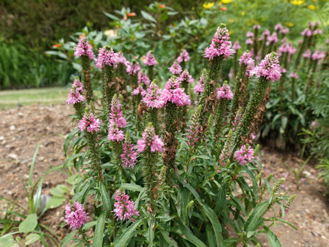 Veronica spicata