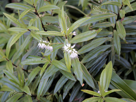 Veronica stricta