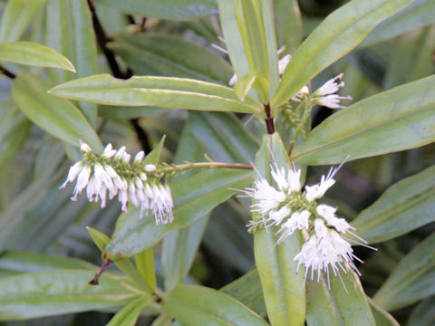 Veronica stricta