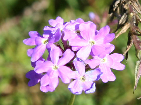 Verbena tenuisecta