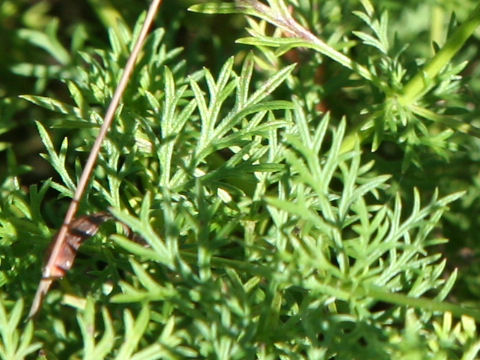 Verbena tenuisecta