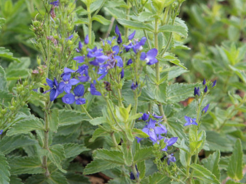 Veronica austriaca ssp. teucrium cv. Crater Lake Blue