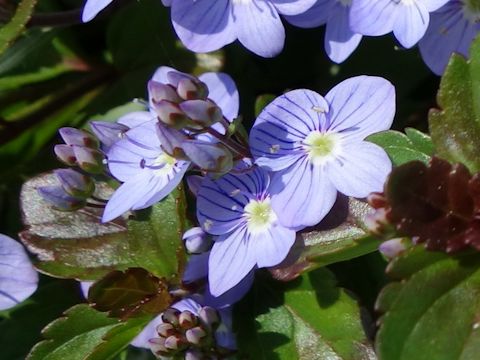 Veronica cv. Waterperry Blue