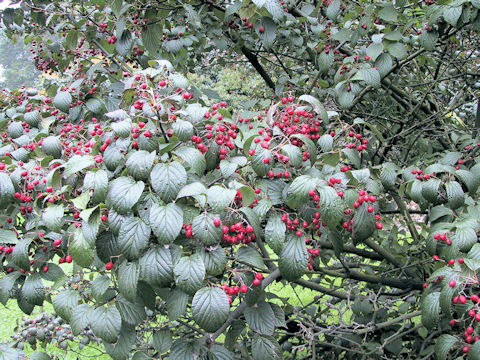 Viburnum dasyanthum