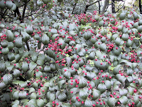 Viburnum dasyanthum