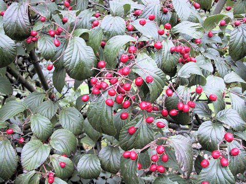 Viburnum dasyanthum
