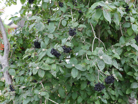 Viburnum lantana