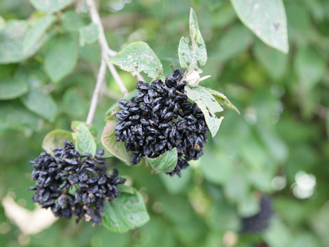 Viburnum lantana