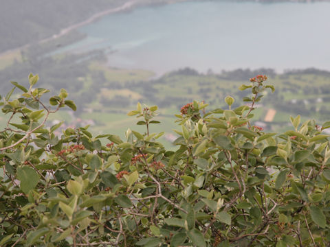 Viburnum lantana