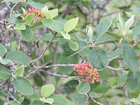 Viburnum lantana