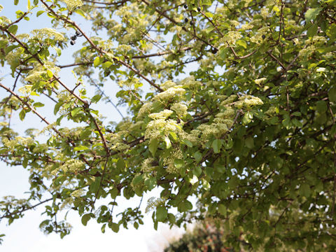 Viburnum lentago