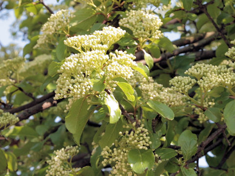 Viburnum lentago