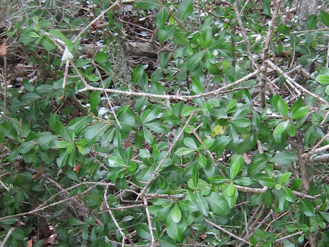 Viburnum obovatum