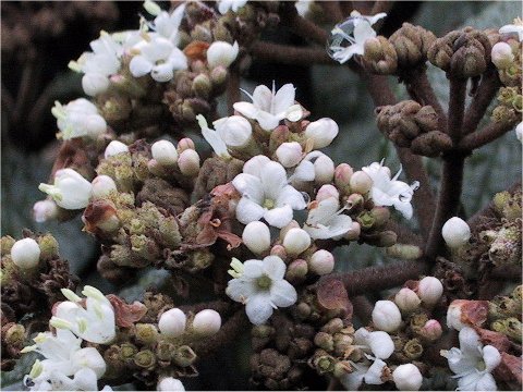 Viburnum rhytidophyllum