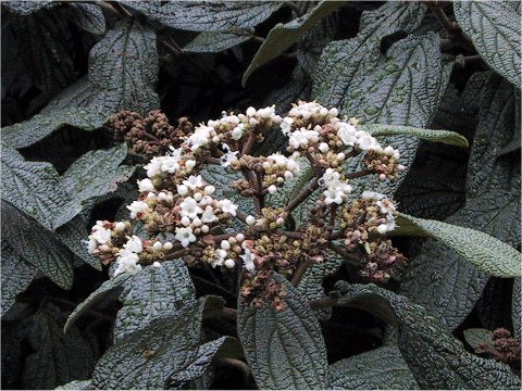 Viburnum rhytidophyllum