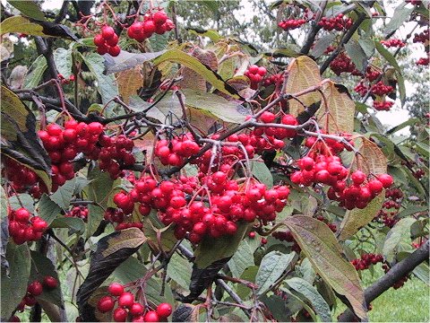 Viburnum setigerum