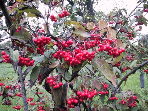 Viburnum setigerum