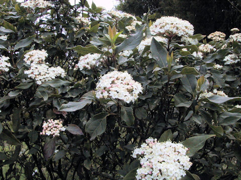 Viburnum tinus