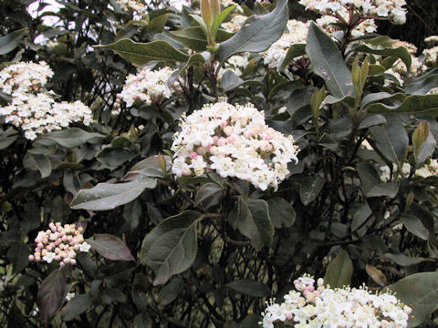 Viburnum tinus