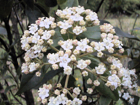 Viburnum tinus