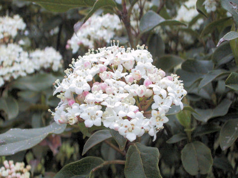 Viburnum tinus