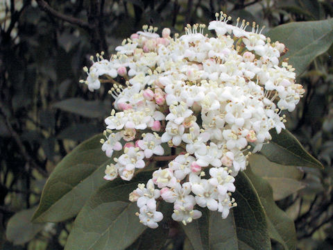 Viburnum tinus