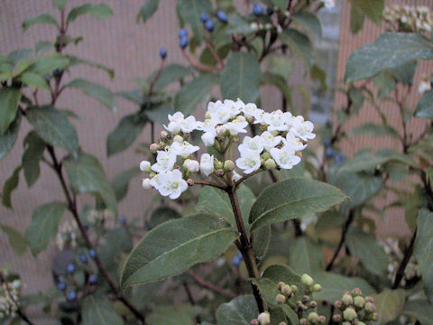 Viburnum tinus cv. Emerald Beauty