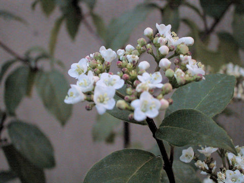 Viburnum tinus cv. Emerald Beauty