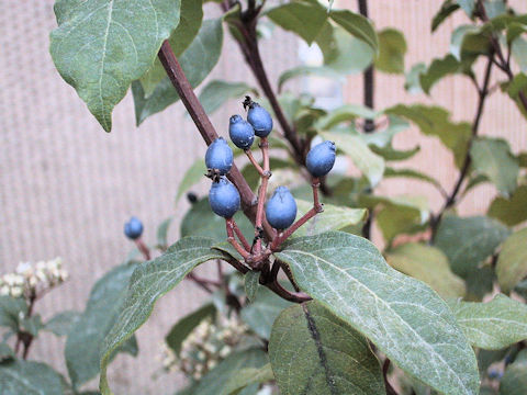 Viburnum tinus cv. Emerald Beauty