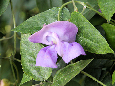 Vigna caracalla